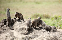 Banded mongoose - Masaï Mara