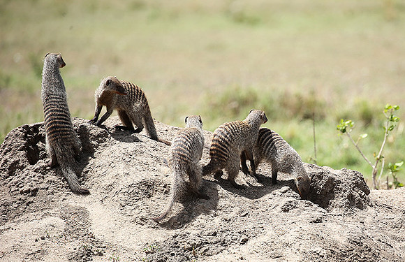 Banded mongoose - Masaï Mara