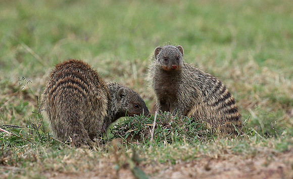 Banded mongoose - Masaï Mara