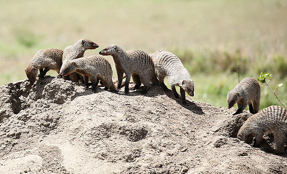 Banded mongoose - Masaï Mara