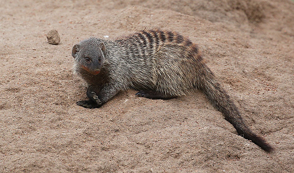 Banded mongoose - Masaï Mara