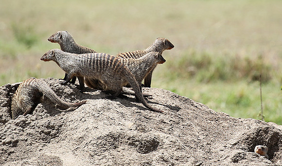 Banded mongoose - Masaï Mara
