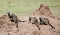 Banded mongoose - Masaï Mara