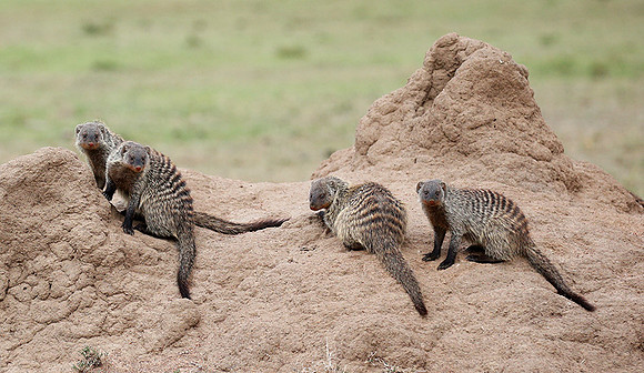 Banded mongoose - Masaï Mara