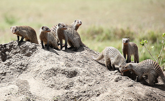 Banded mongoose - Masaï Mara
