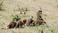 Banded mongoose - Masaï Mara