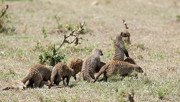 Banded mongoose - Masaï Mara