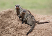 Banded mongoose - Masaï Mara