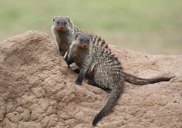 Banded mongoose - Masaï Mara