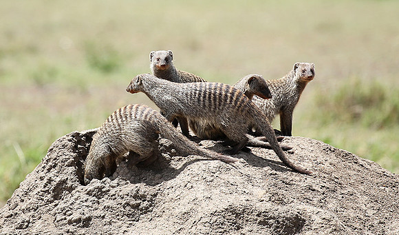 Banded mongoose - Masaï Mara
