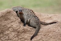 Banded mongoose - Masaï Mara