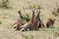Banded mongoose - Masaï Mara