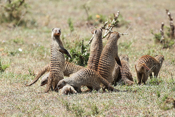 Banded mongoose - Masaï Mara