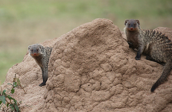 Banded mongoose - Masaï Mara
