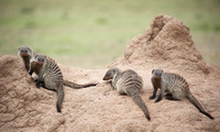 Banded mongoose - Masaï Mara