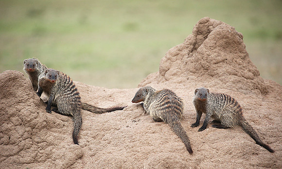 Banded mongoose - Masaï Mara