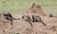 Banded mongoose - Masaï Mara