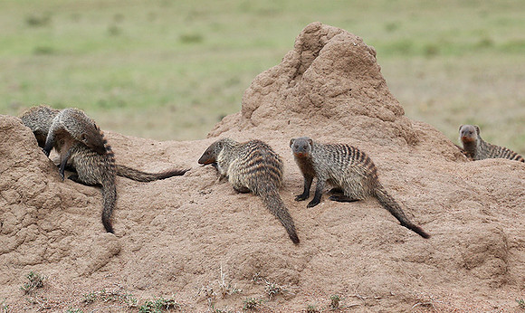 Banded mongoose - Masaï Mara