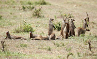 Banded mongoose - Masaï Mara