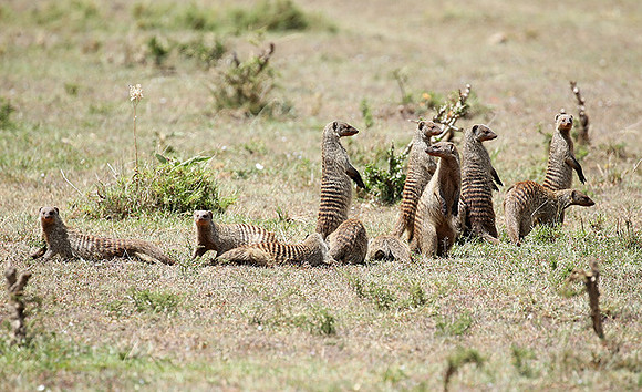 Banded mongoose - Masaï Mara