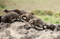 Banded mongoose - Masaï Mara