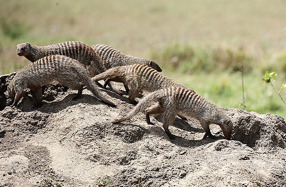 Banded mongoose - Masaï Mara