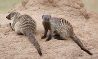 Banded mongoose - Masaï Mara