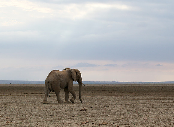 Amboseli National park