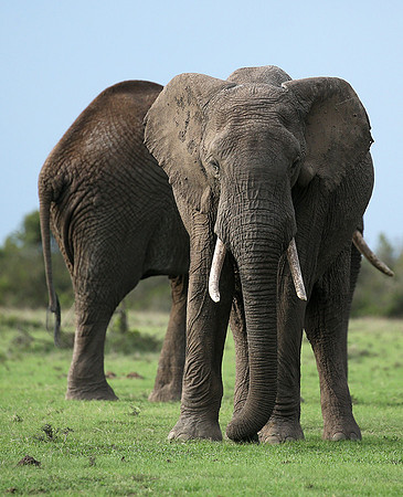 Laikipia