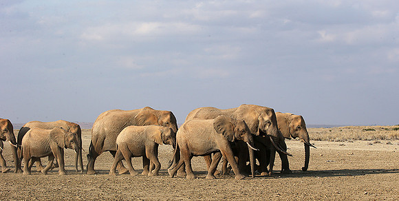 Amboseli National park