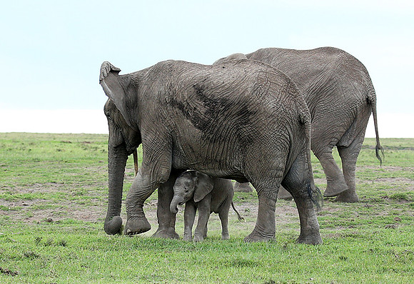 Laikipia