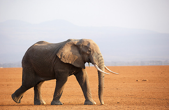 Amboseli National park