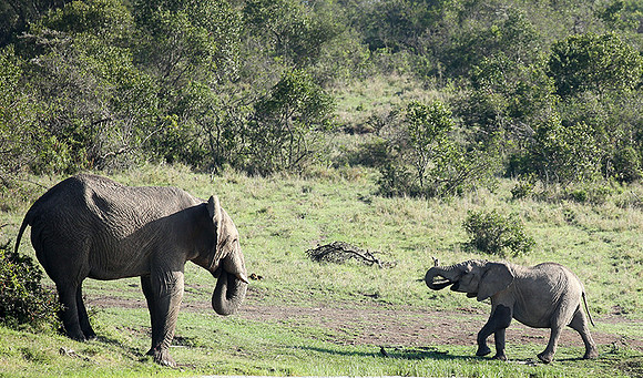 Laikipia
