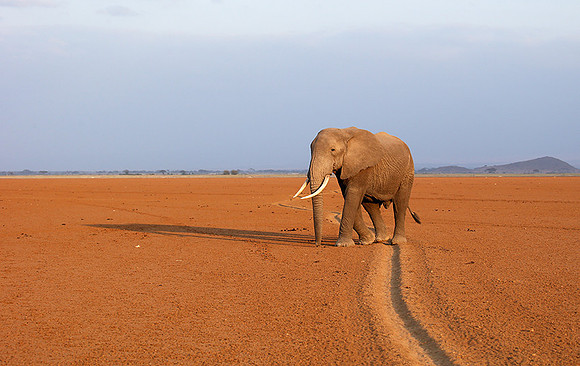 Amboseli National park