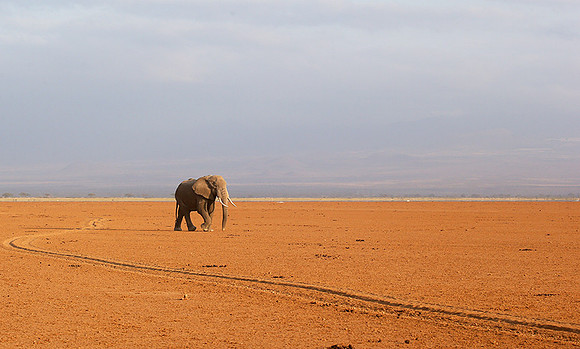 Amboseli National park