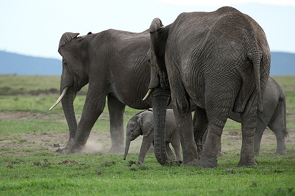 Laikipia