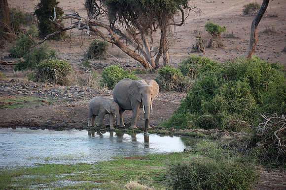 Amboseli National park
