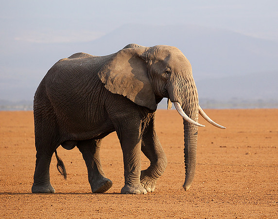 Amboseli National park