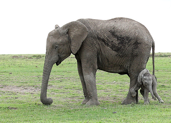 Laikipia