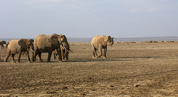 Amboseli National park