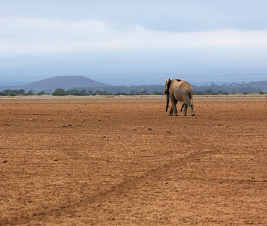 Amboseli National park