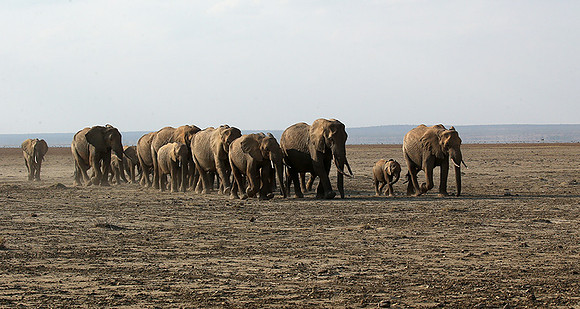 Amboseli National park