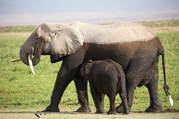 Amboseli National park