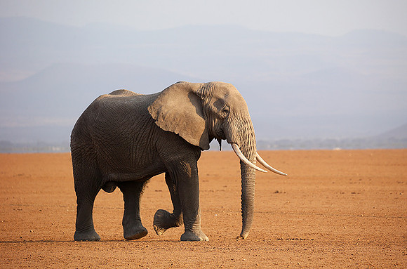 Amboseli National park