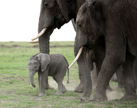 Laikipia