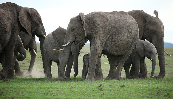 Laikipia