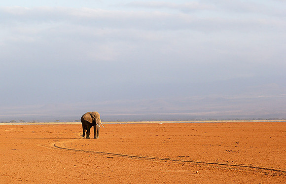 Amboseli National park