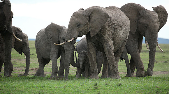 Laikipia