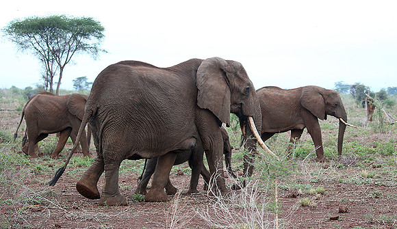Meru NP