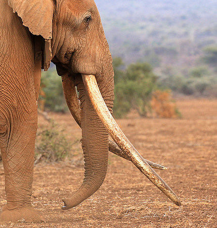 One of the biggest tuskers of Kenya - location not disclosed to avoid poaching